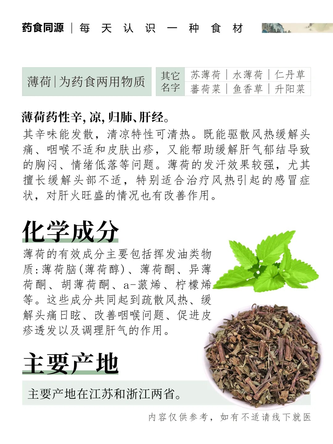 薄荷｜夏日的天然清凉使者。辛凉沁心，千年解暑智慧结晶。📜 《本草纲目》载：古人以薄荷代茶，清心怡神。🍃 一缕清凉，唤醒疲惫身心